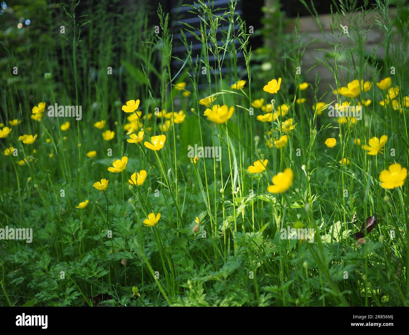 Immagine paesaggistica di ranunculus repens (farfalla strisciante) in un'erba lunga di fronte a un capanno da giardino durante No mow May in Gran Bretagna Foto Stock