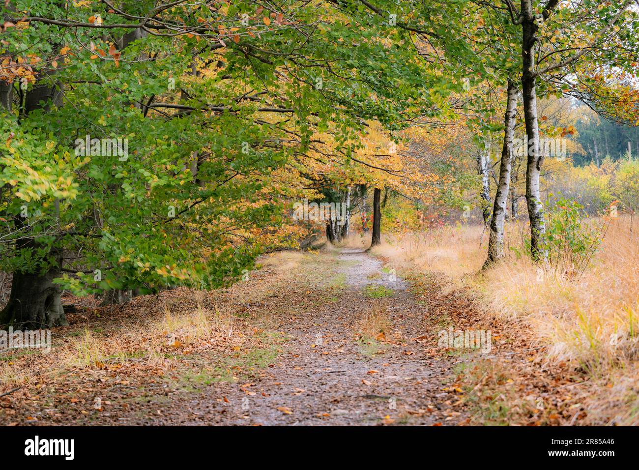 Campagna con la piccola natura sentiero di ghiaia e alberi colorati nella foresta in autunno Foto Stock