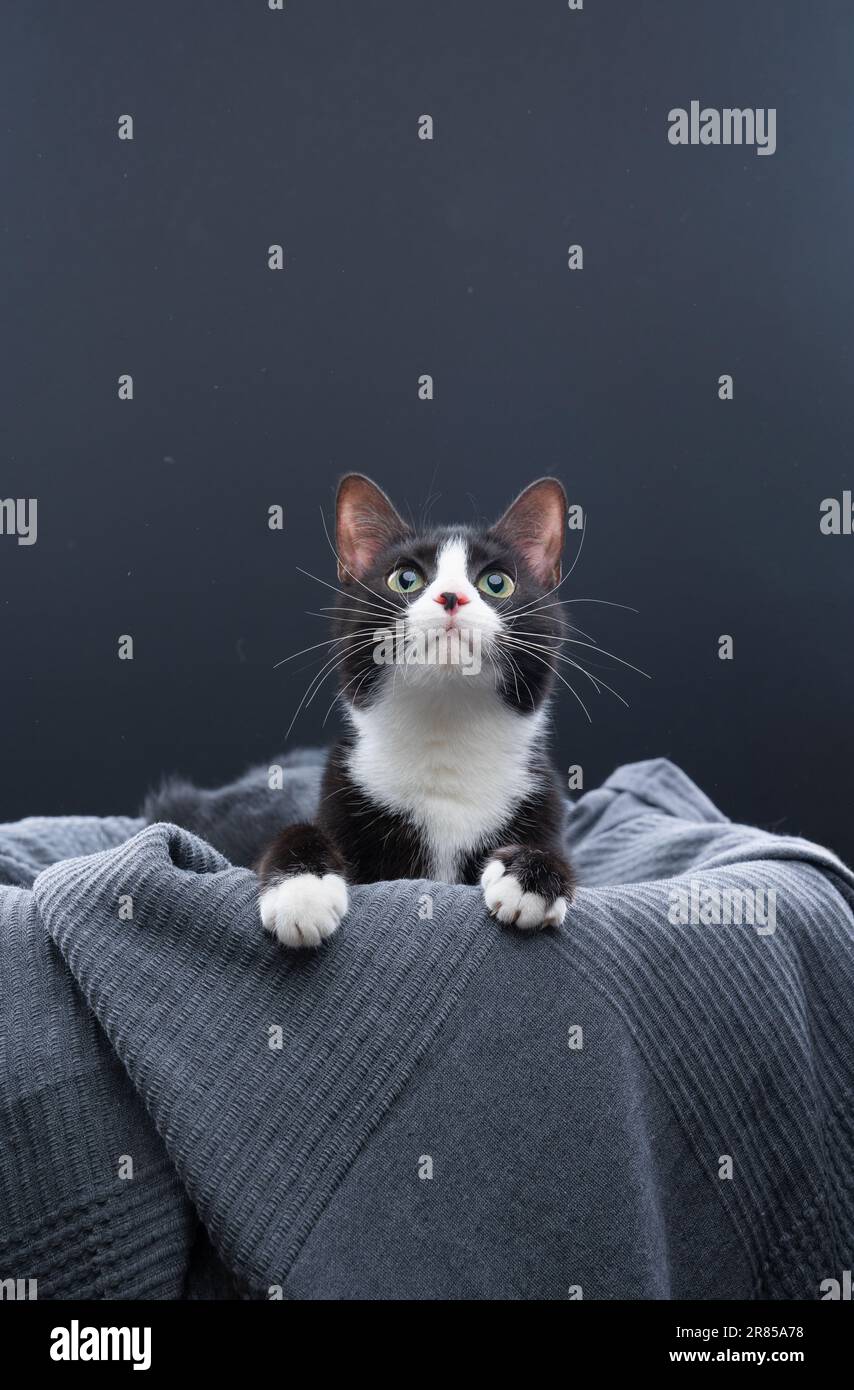 Sottobicchiere Quadrato In Legno MDF Con Gatto Maine Coon – Simpatico Regalo Per Amanti Animali – 9x9 Cm