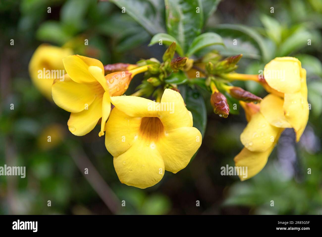 Bush di Allamanda Yellow, tromba d'oro. Famiglia delle Apocynaceae o Plumeria o Oleander, Meghalaya Foto Stock