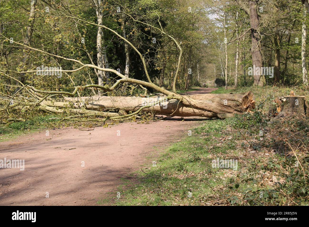Un grande albero caduto attraverso un sentiero Woodland. Foto Stock