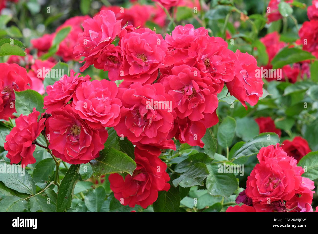 Rosa 'sarà Scarlet' in fiore. Foto Stock