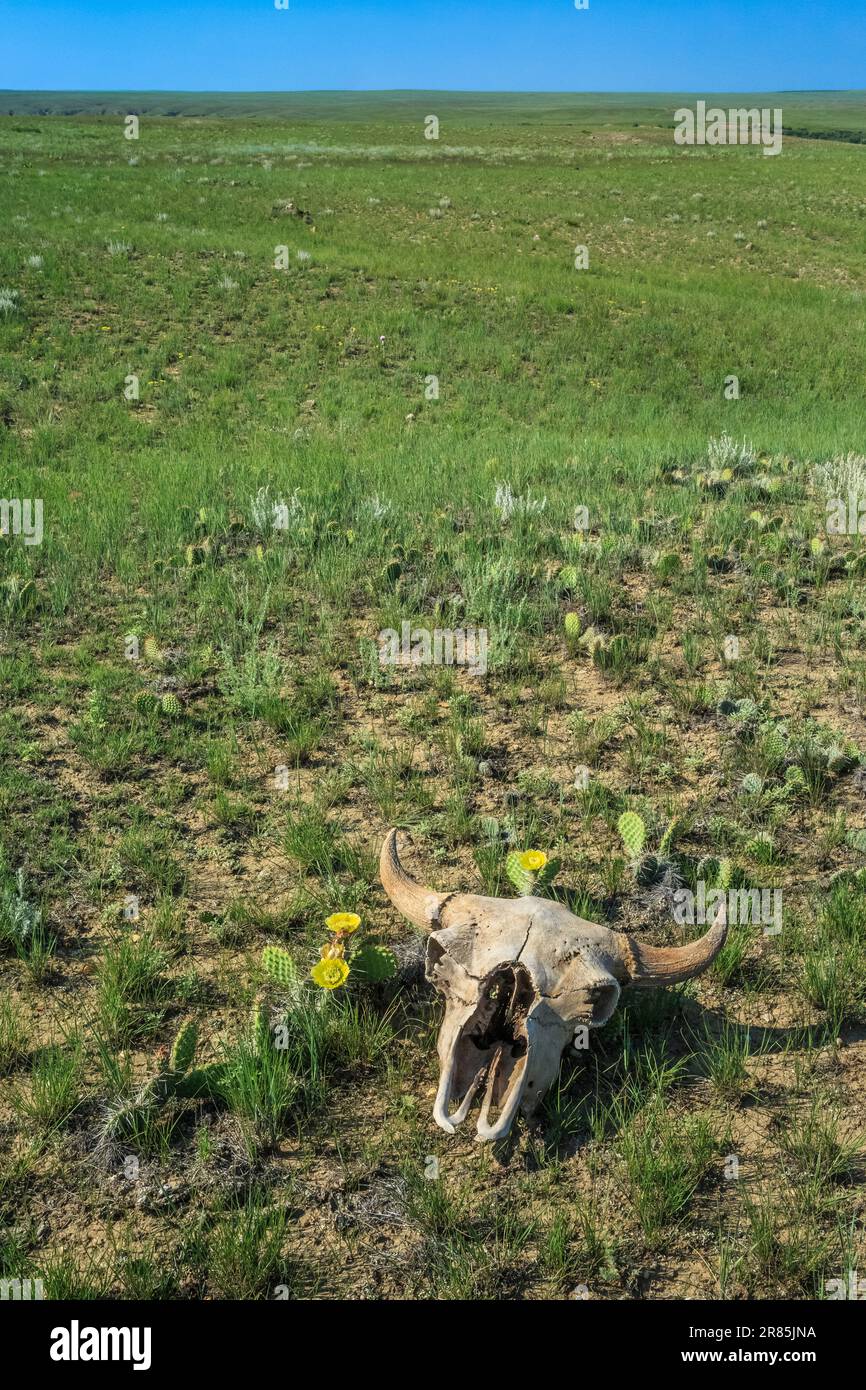 cranio bisonte sulla vasta prateria vicino chester, montana Foto Stock