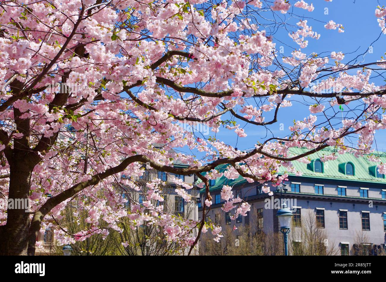 Fioritura di ciliegi giapponesi con fiori in rosa e bianco in primavera in un parco in Svezia. Foto Stock
