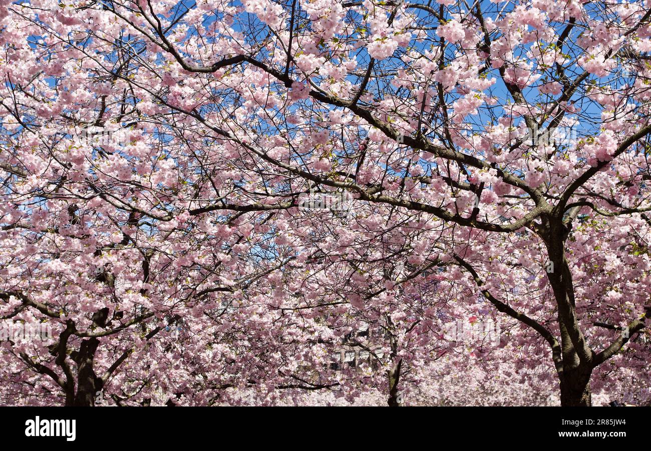 Fioritura di ciliegi giapponesi con fiori in rosa e bianco in primavera in Svezia. Foto Stock