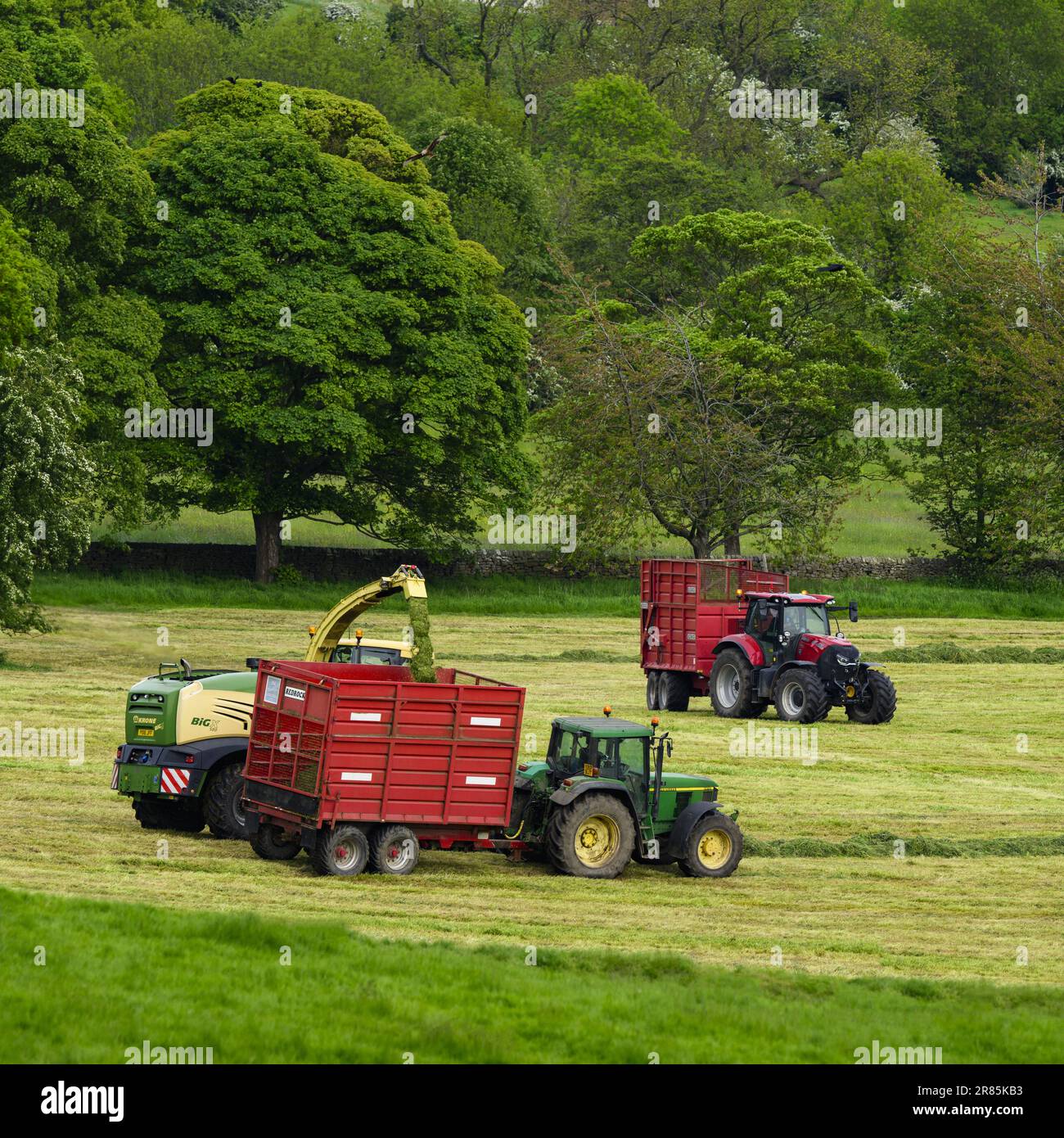 Krone Big X 580 lavoro forager, essendo guidato su terreni agricoli pascolo (carico di riempimento rimorchio, erba da taglio campo, agricoltori di guida) - Yorkshire, Inghilterra UK. Foto Stock