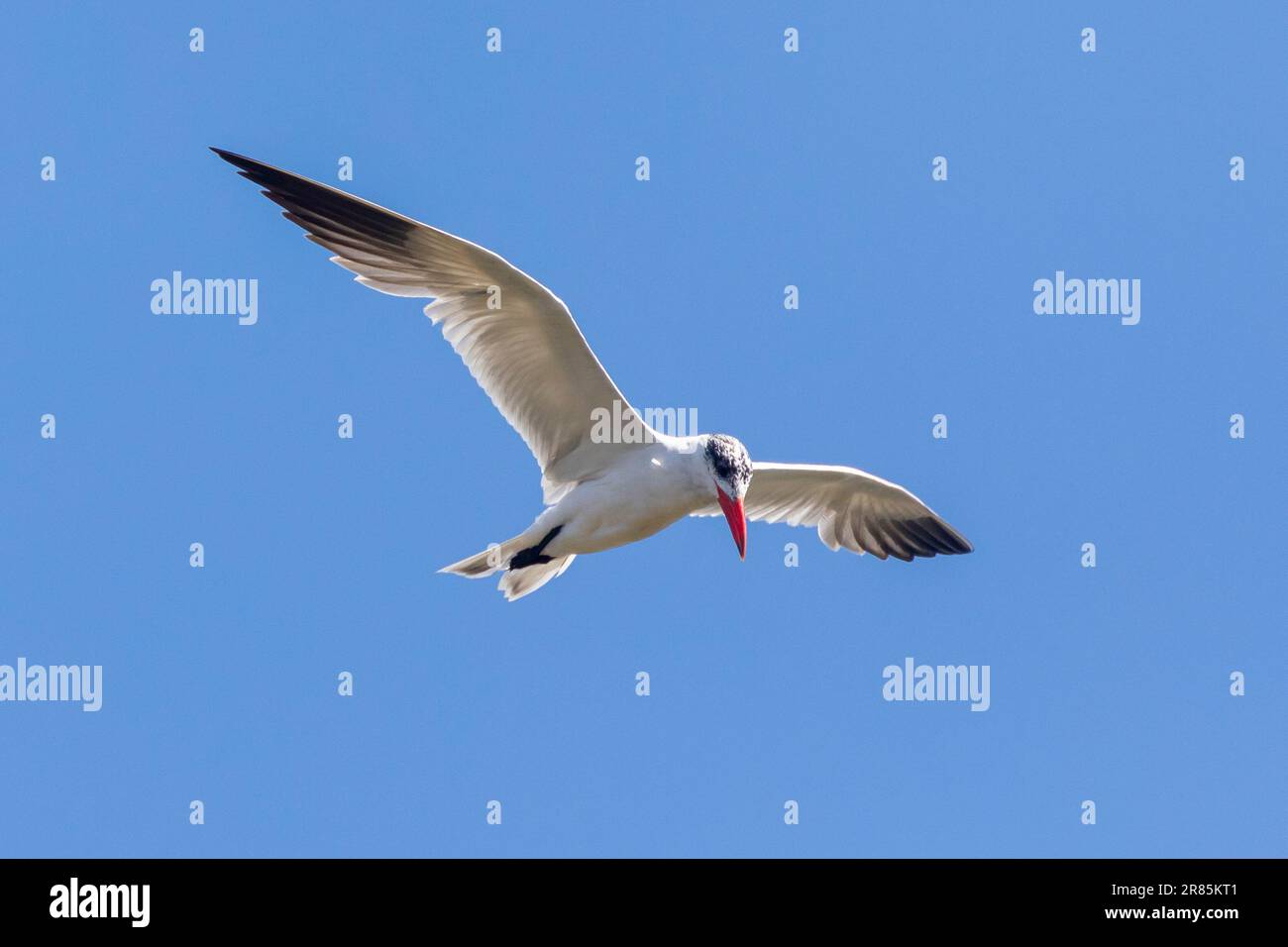 Tern Caspia (Hydroprogne caspia) in volo, Velddrif, estuario del fiume Berg, Capo Occidentale, Sudafrica Foto Stock