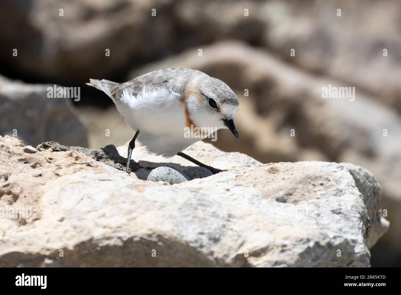 Plover (Charadrius pallidus) femmina con uova sul nido in una cavità naturale in una roccia, Salt Pans Kliphoek, estuario del fiume Berg, Vel Foto Stock