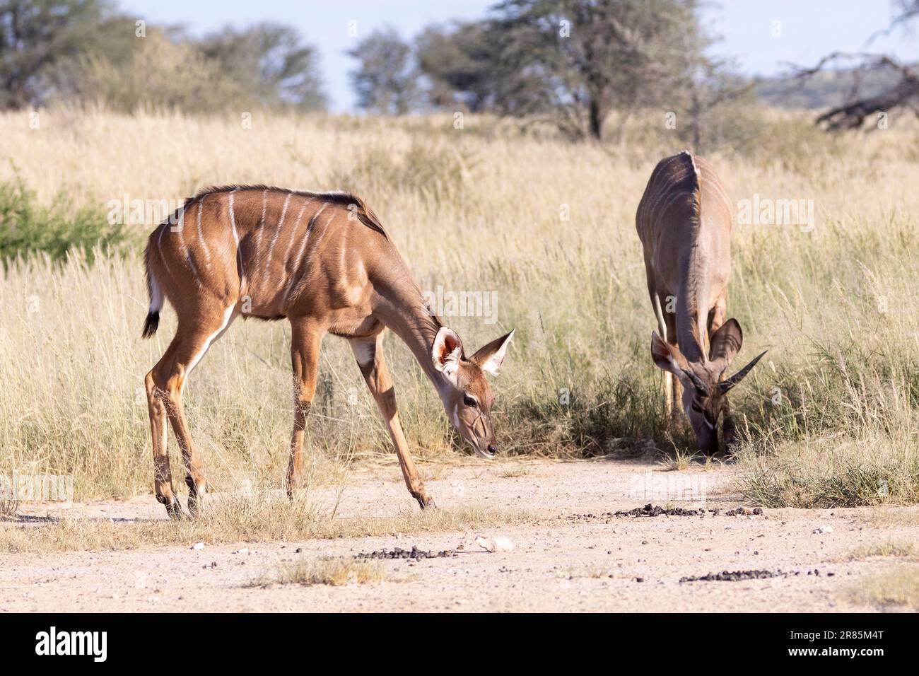 Greater Kudu (Tragelaphus strepsiceros) mucca e toro sub-adulti che mangiano antilopi, Kgalagadi Transfrontier Park, Kalahari, Capo Settentrionale, Sud Foto Stock