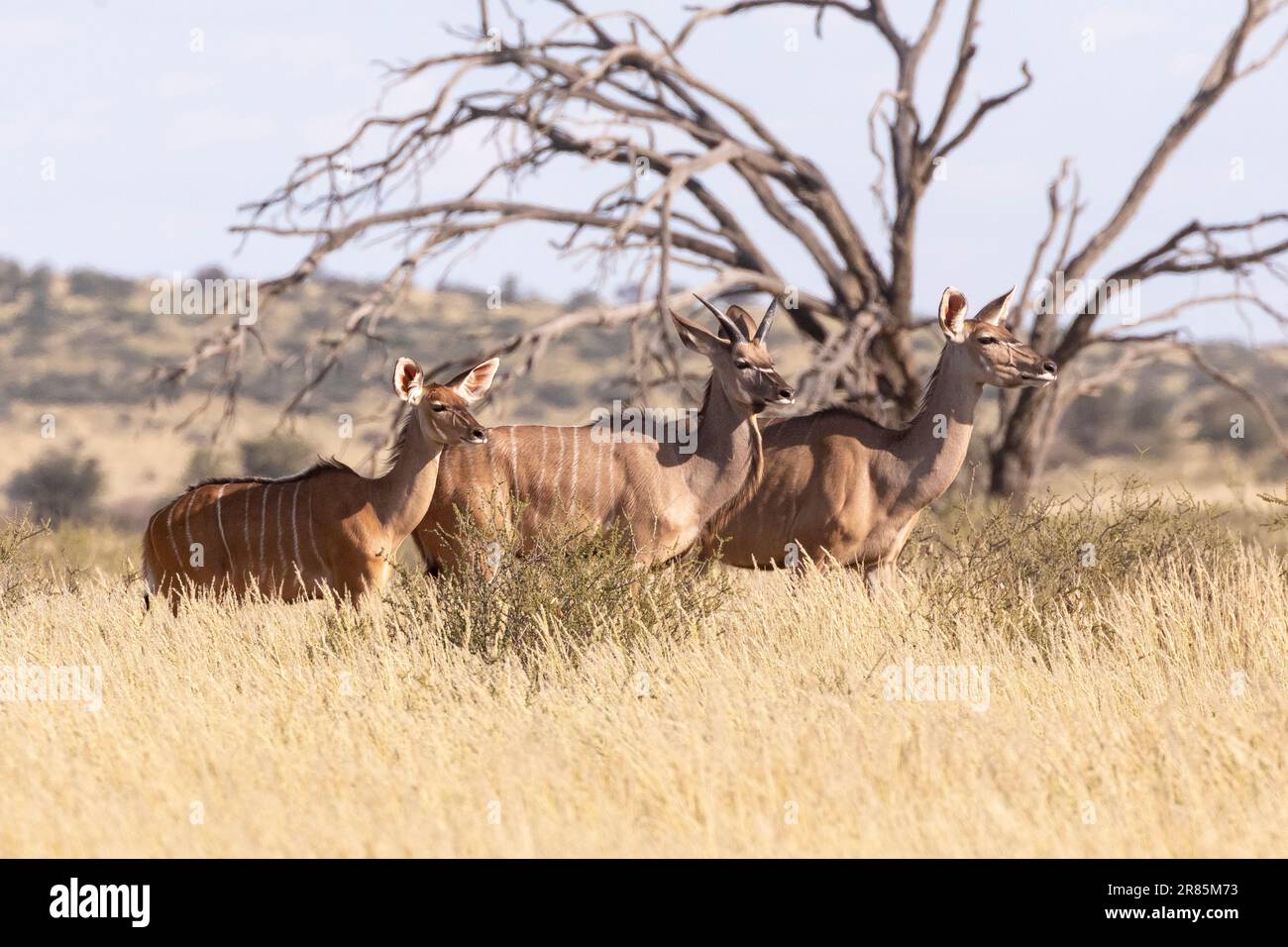 Greater Kudu (Tragelaphus strepsiceros), femmina con due sub-adulti, Kgalagadi Transfrontier Park, Kalahari, Capo Settentrionale, Sudafrica Foto Stock