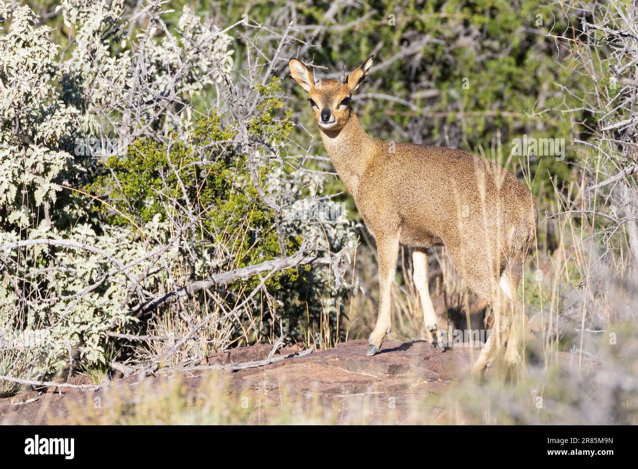 Maschio Klipspringer (Oreotragus oreotragus) nell'habitat montano del Karoo, Sudafrica Foto Stock