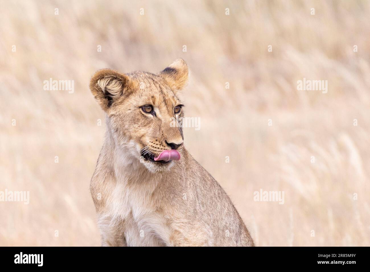 Ritratto di un giovane cucciolo di leone maschio (Panthera leo) Kgalagadi Transfrontier Park, Kalahari, Sudafrica. IUCN Red elencato come vulnerabile Foto Stock