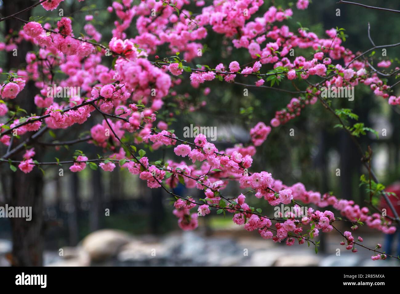 Deliziatevi con l'ipnosa vista dei fiori rosa in piena fioritura sotto un albero illuminato dal sole. Un'immagine serena e incantevole che cattura la bellezza della natura Foto Stock
