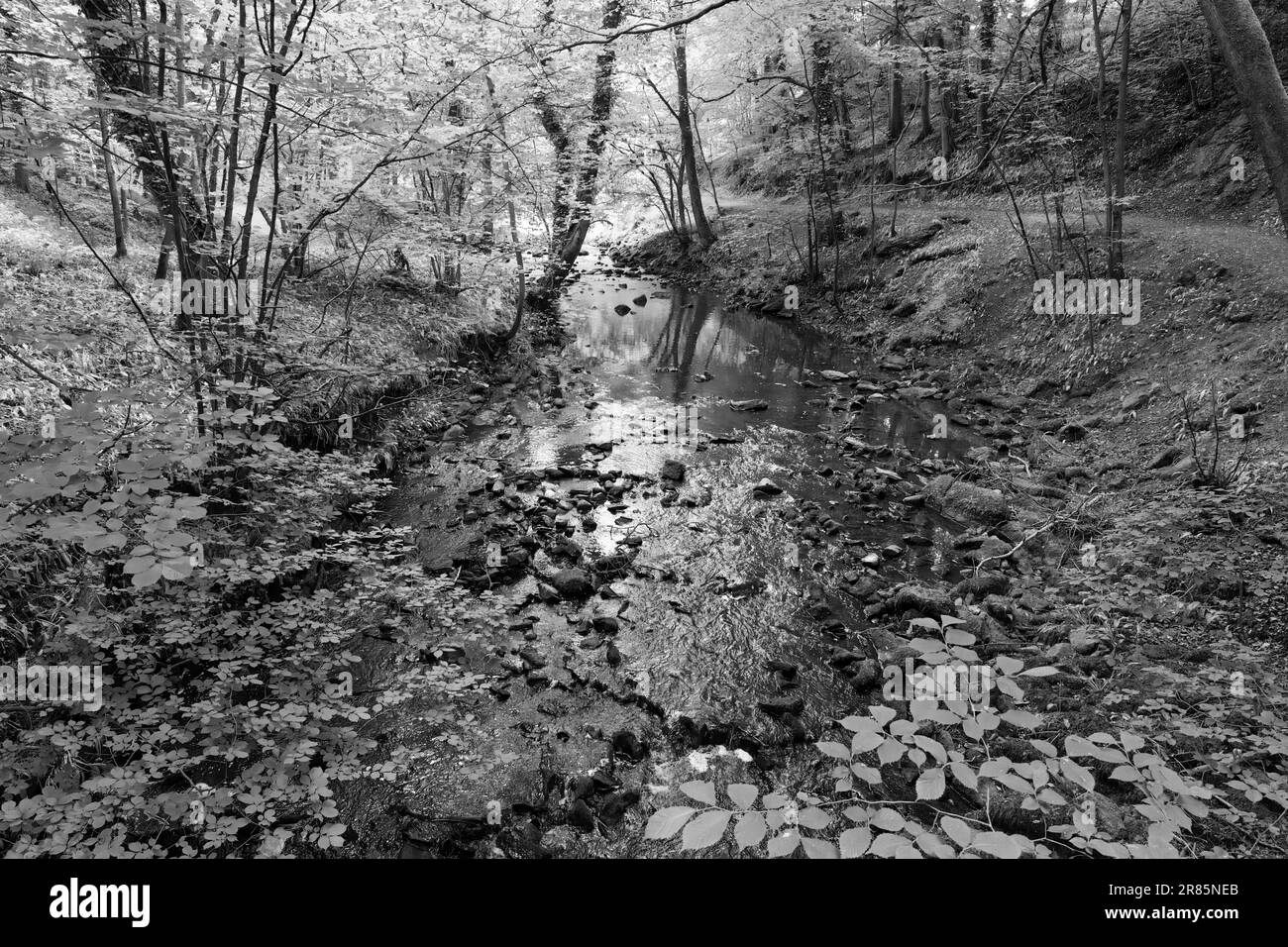 Scoprite il fascino tranquillo di Eller Beck mentre si snoda attraverso il pittoresco Skipton Castle Woods, North Yorkshire, Regno Unito. Foto Stock