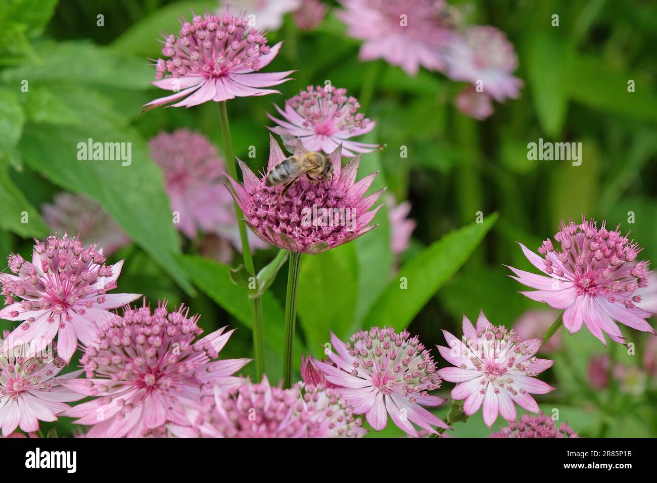 Astrantia rosa 'Roma' in fiore. Foto Stock