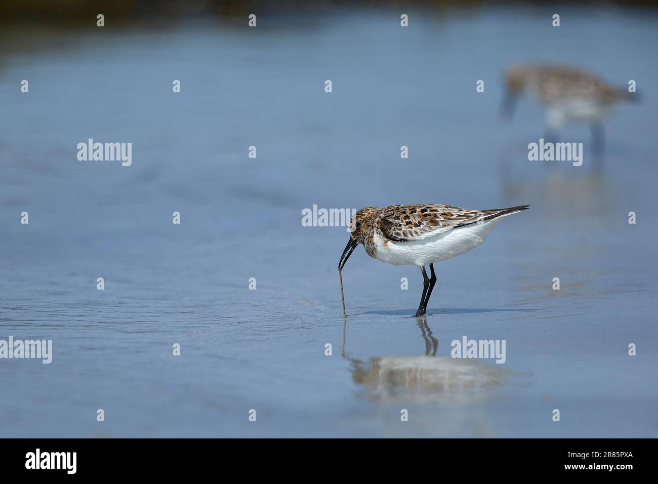 Dunlin che dà da mangiare su una spiaggia delle Ebridi Foto Stock