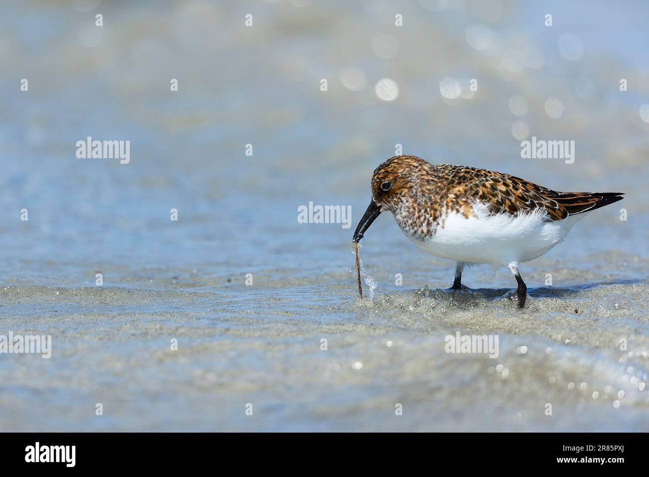 Dunlin che dà da mangiare su una spiaggia delle Ebridi Foto Stock