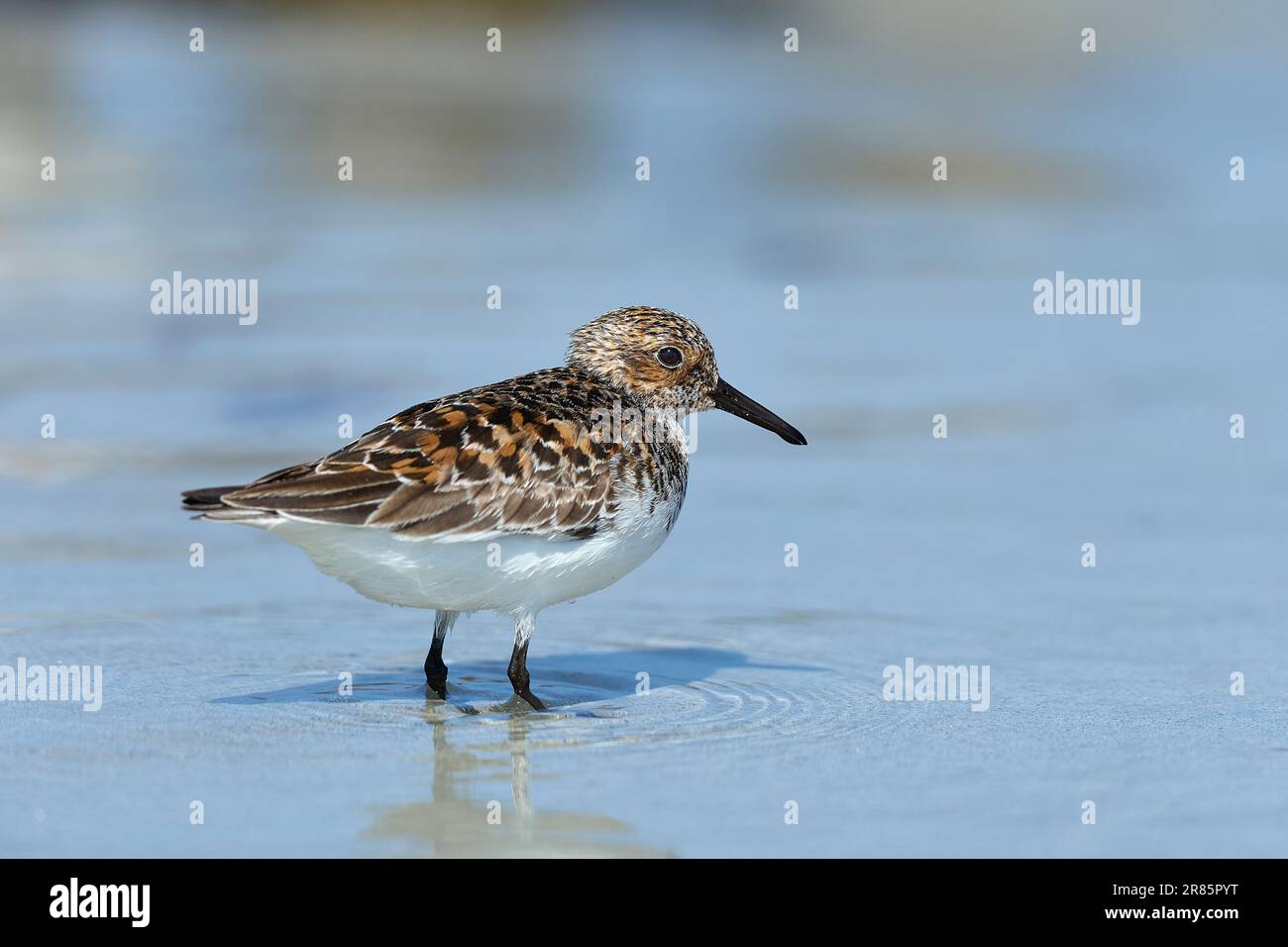 Dunlin che dà da mangiare su una spiaggia delle Ebridi Foto Stock