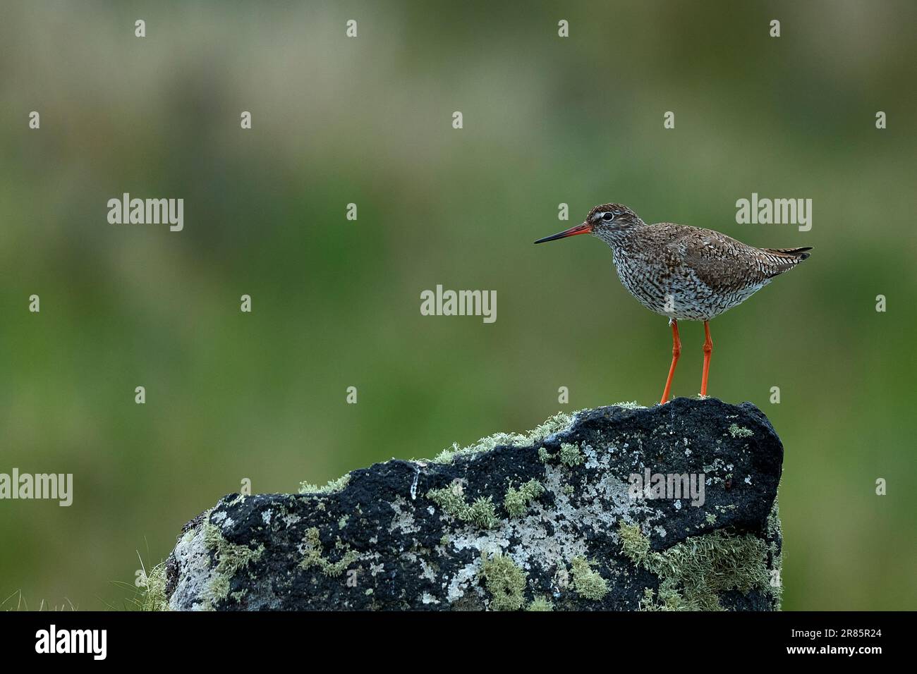 Redshank arroccato su una pietra coperta di lichene Foto Stock