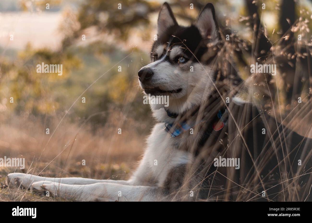 Grazioso husky nella foresta estiva slovacca Foto Stock