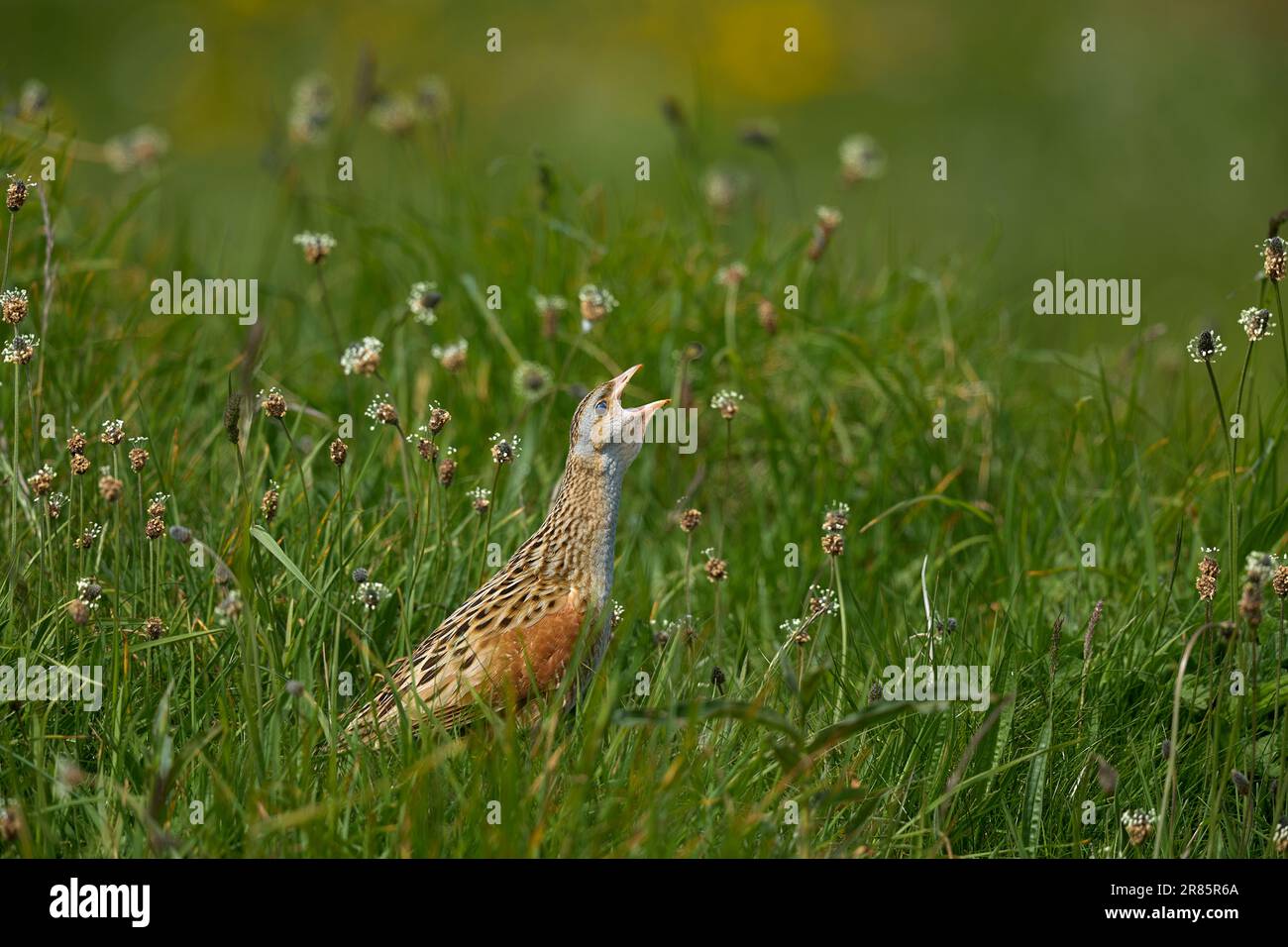 Corncrake chiama Foto Stock