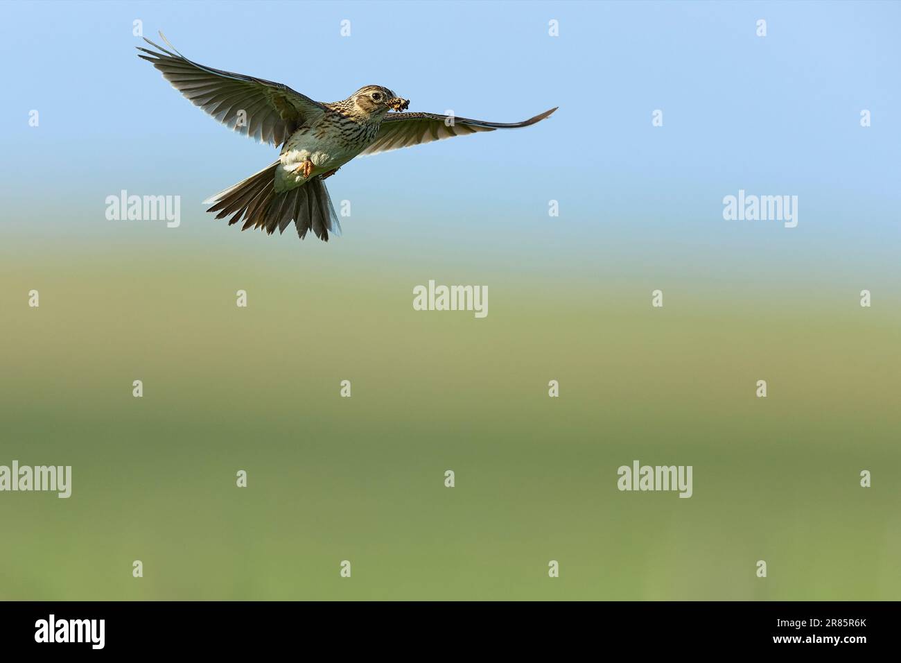 Skylark che porta insetti per dare da mangiare ai pulcini Foto Stock