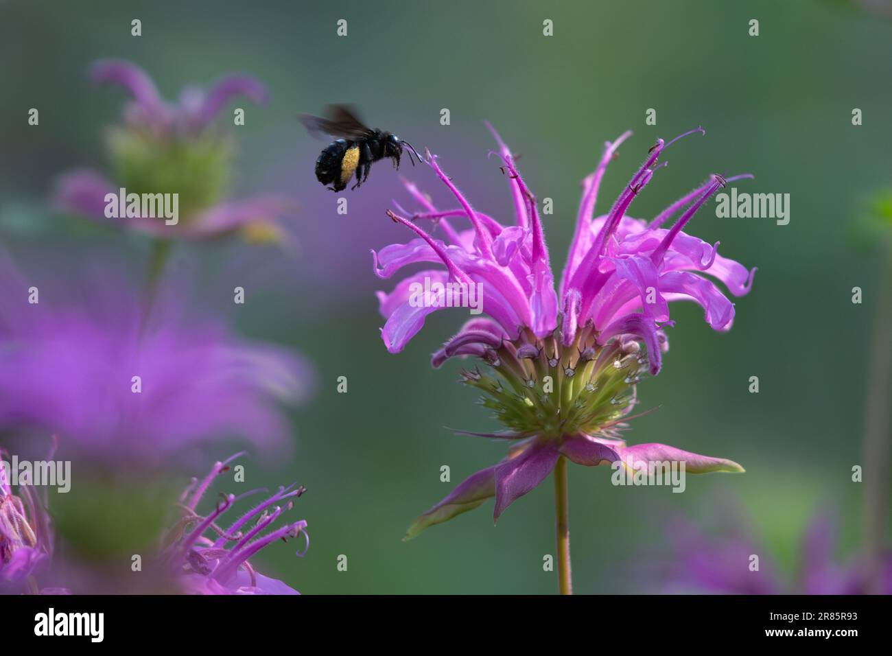 La luce del sole che colpisce un fiore di api in una mattina presto primaverile mentre un'ape di longhorn macchiata due, Melissodes bimaculatus, si libra sopra di esso. Foto Stock