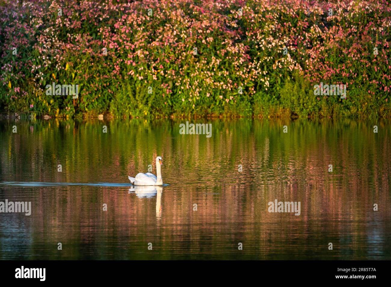 Un cigno che nuota in un lago al sole della sera. Fiori rosa di balsamo himalayano (Impatiens glandulifera) sullo sfondo. Germania. Foto Stock