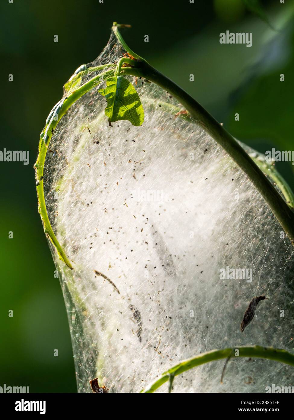 I pilastri della ciliegia degli uccelli Ermine Yponomeuta evonymoella mangiare tutte le foglie di un albero di ciliegia degli uccelli ad Ambleside, Lake District, UK. Foto Stock