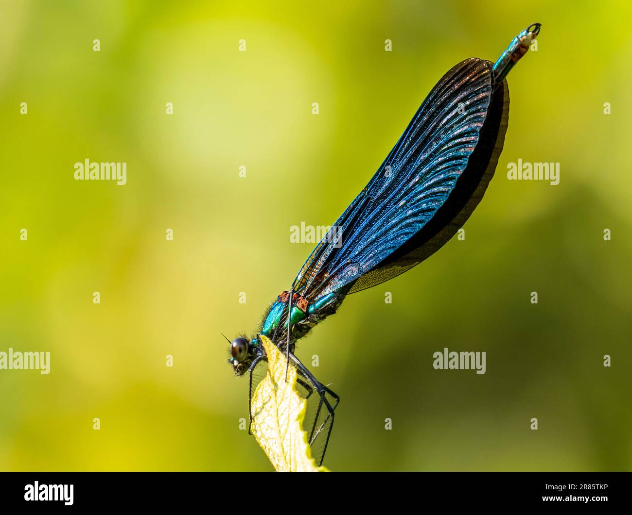 Un maschio Banded Agrion, Calopteryx splendens, in Ambleside, Lake District, UK. Foto Stock