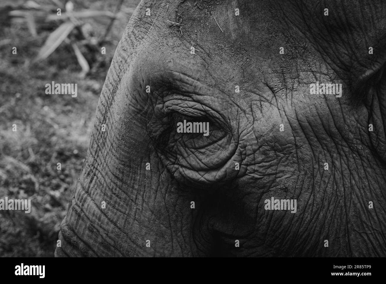 elefante Foto Stock