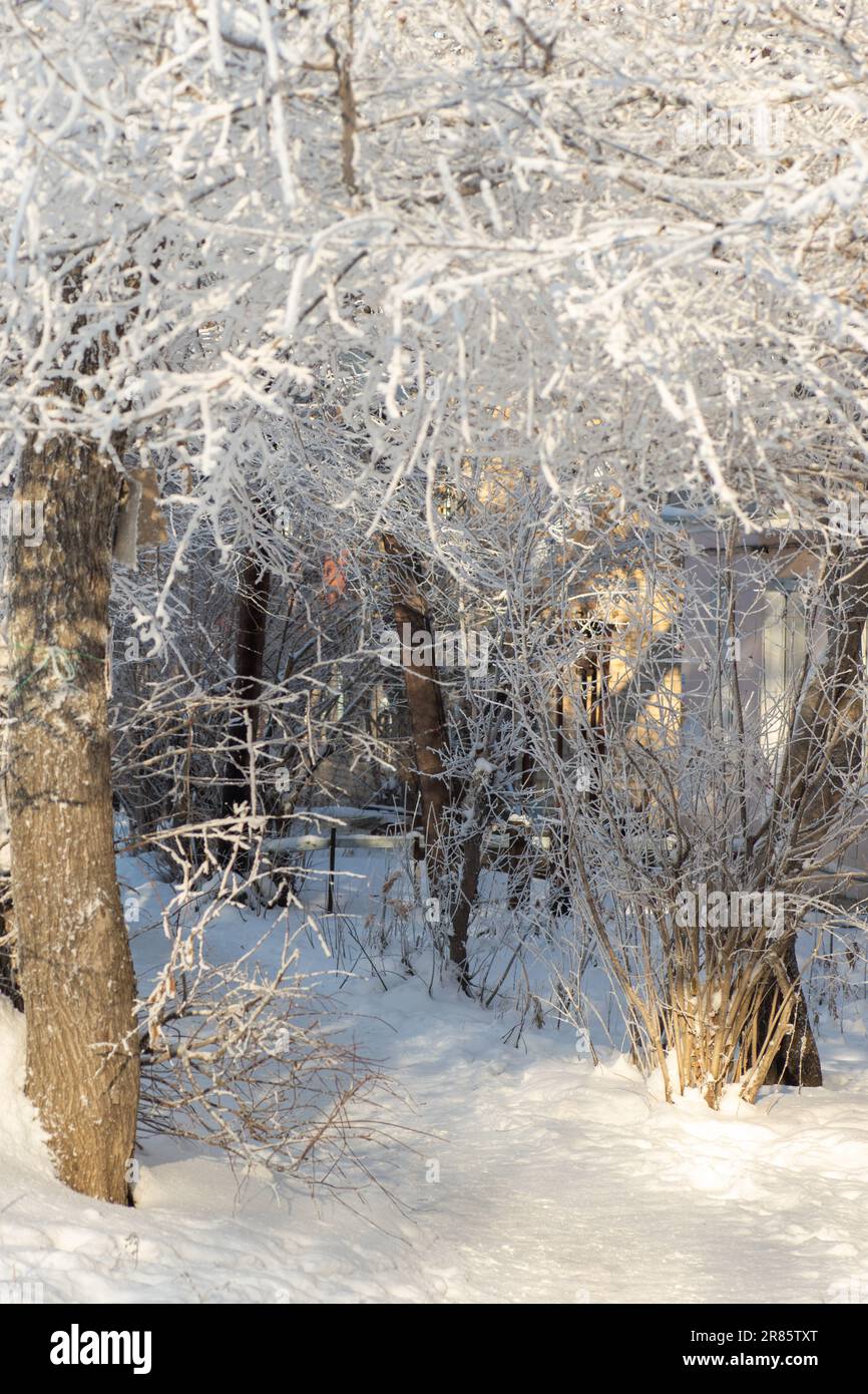 Favolosi alberi scintillanti ricoperti di neve, foresta illuminata dai raggi del sole, cornice verticale. Rami di albero coperti di gelo. Fiaba invernale Foto Stock