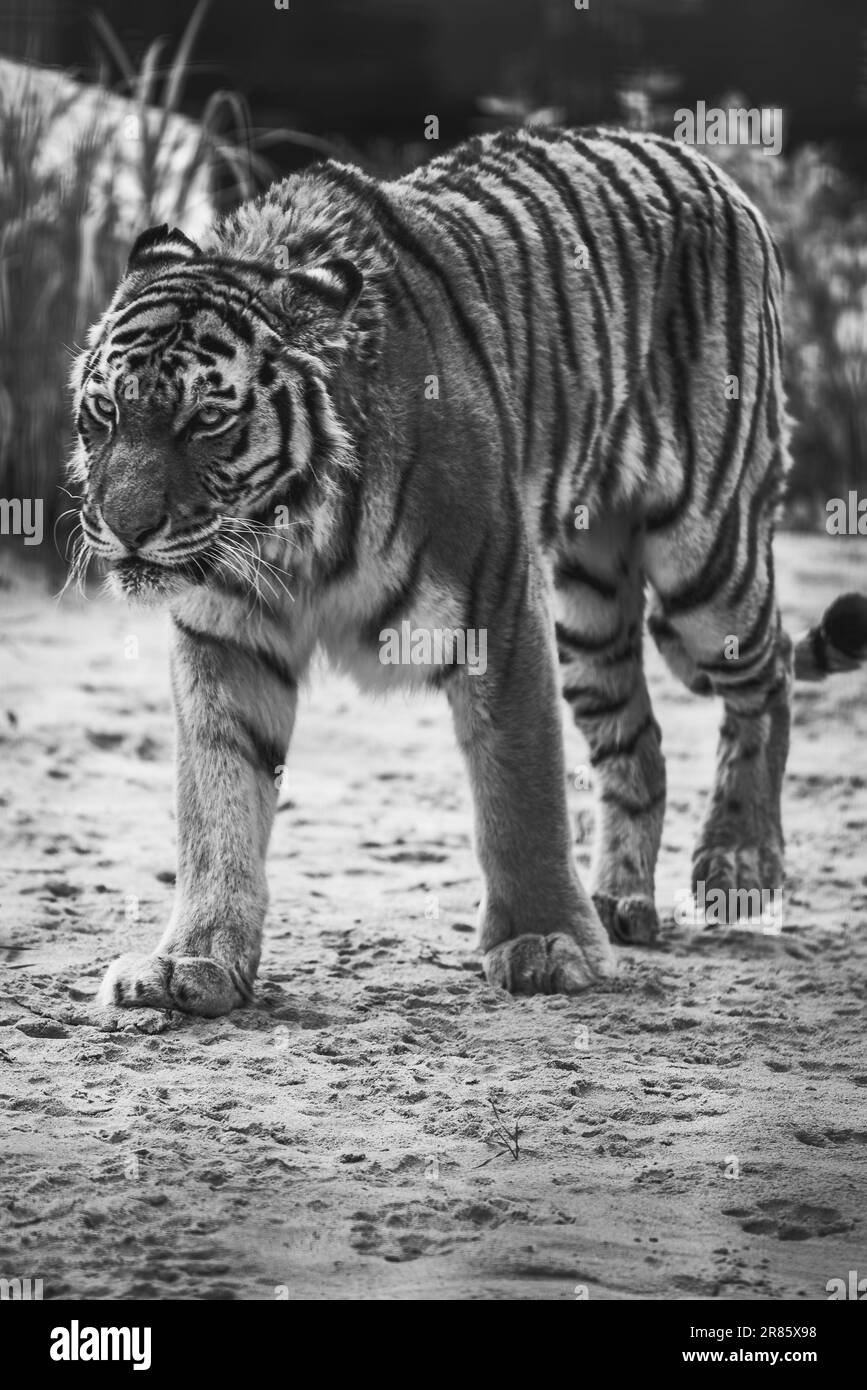 tigre Foto Stock