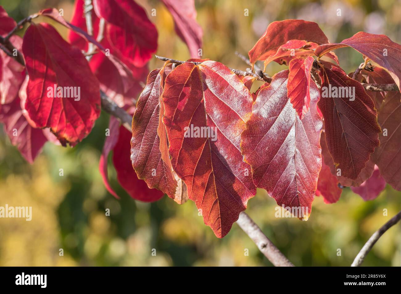 Parrotia perica foglia in persiano albero di Ironwood vista ravvicinata in estate all'aperto Foto Stock