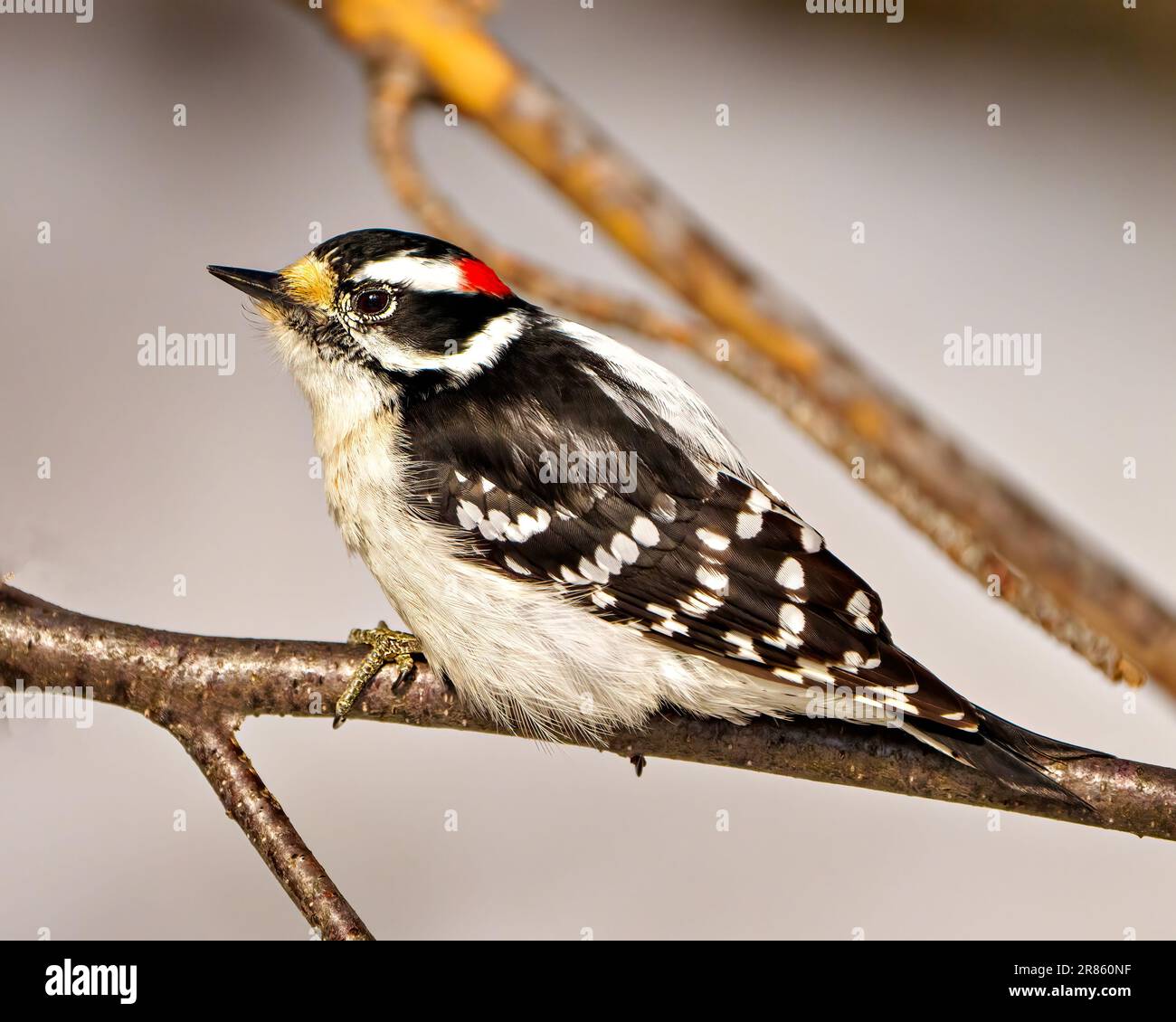 Woodpecker maschio vista laterale su un ramo di albero con uno sfondo sfocato nel suo ambiente e habitat circostante mostra piuma bianca e nera. Foto Stock