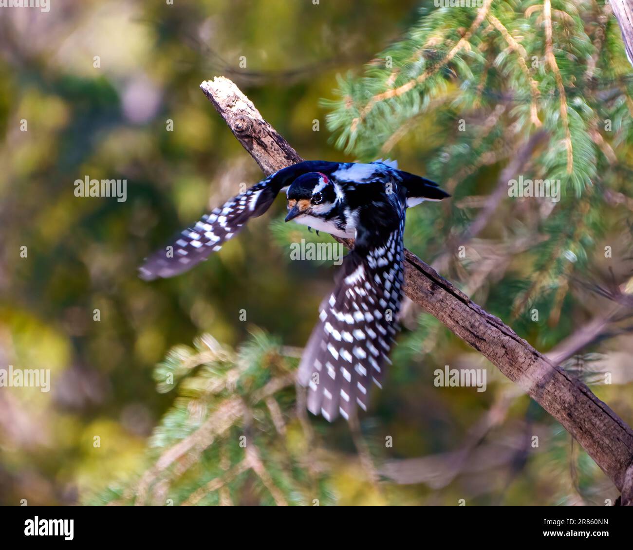 Maschio Woodpecker che sorvola alberi di conifere con uno sfondo forestale nel suo ambiente e habitat circostante. Spalmare le ali. Allungare le ali. Foto Stock