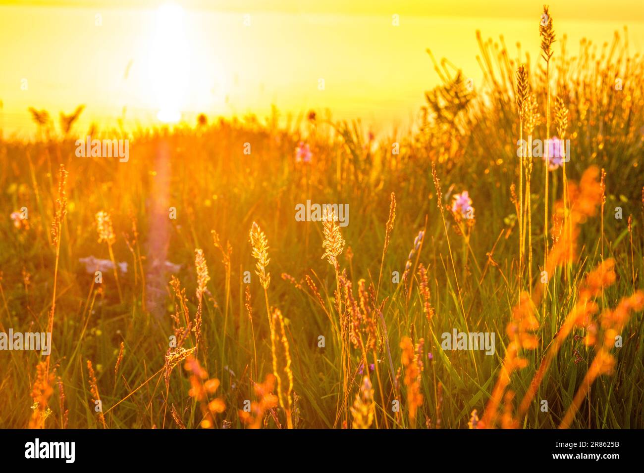 Primo piano di fiori selvatici ed erbe al tramonto sull'Isola di Mull, Scozia Foto Stock