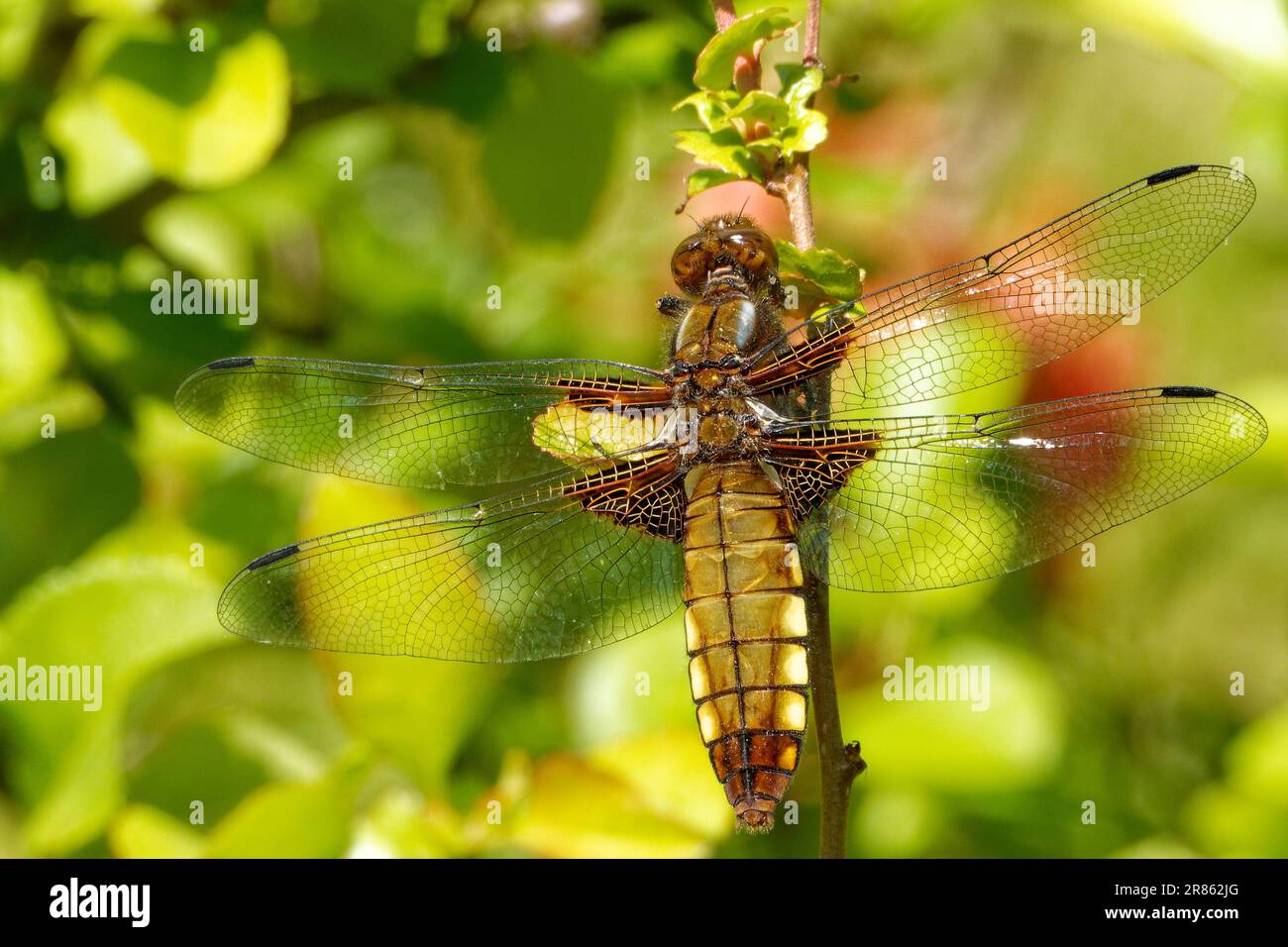 Libellula deprea, il chaser corposo o corposo, è una delle libellule più comuni in Europa e in Asia centrale. Foto Stock