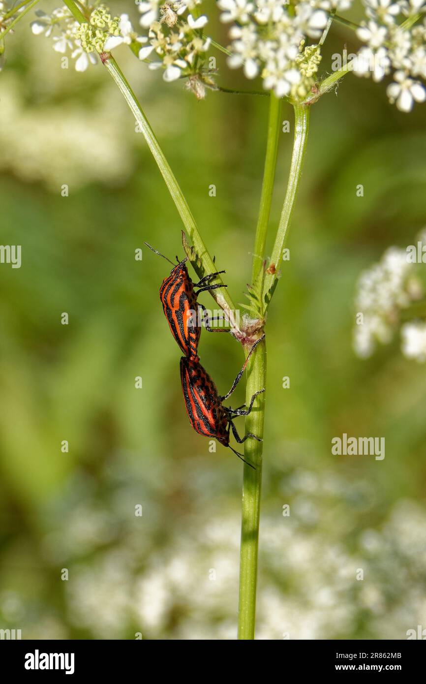Graphosoma lineatum è una specie di ciminium della famiglia Pentatomidae. Foto Stock