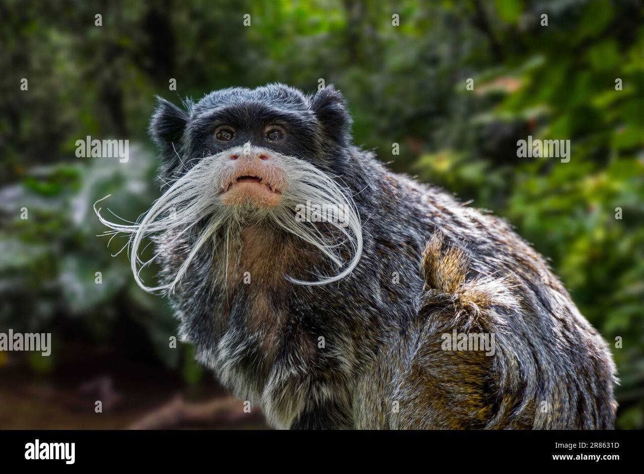 Imperatore tamarin (Saguinus imperator) nella foresta pluviale, nativo del Brasile settentrionale, sud-ovest del bacino amazzonico, Perù orientale e nord della Bolivia Foto Stock