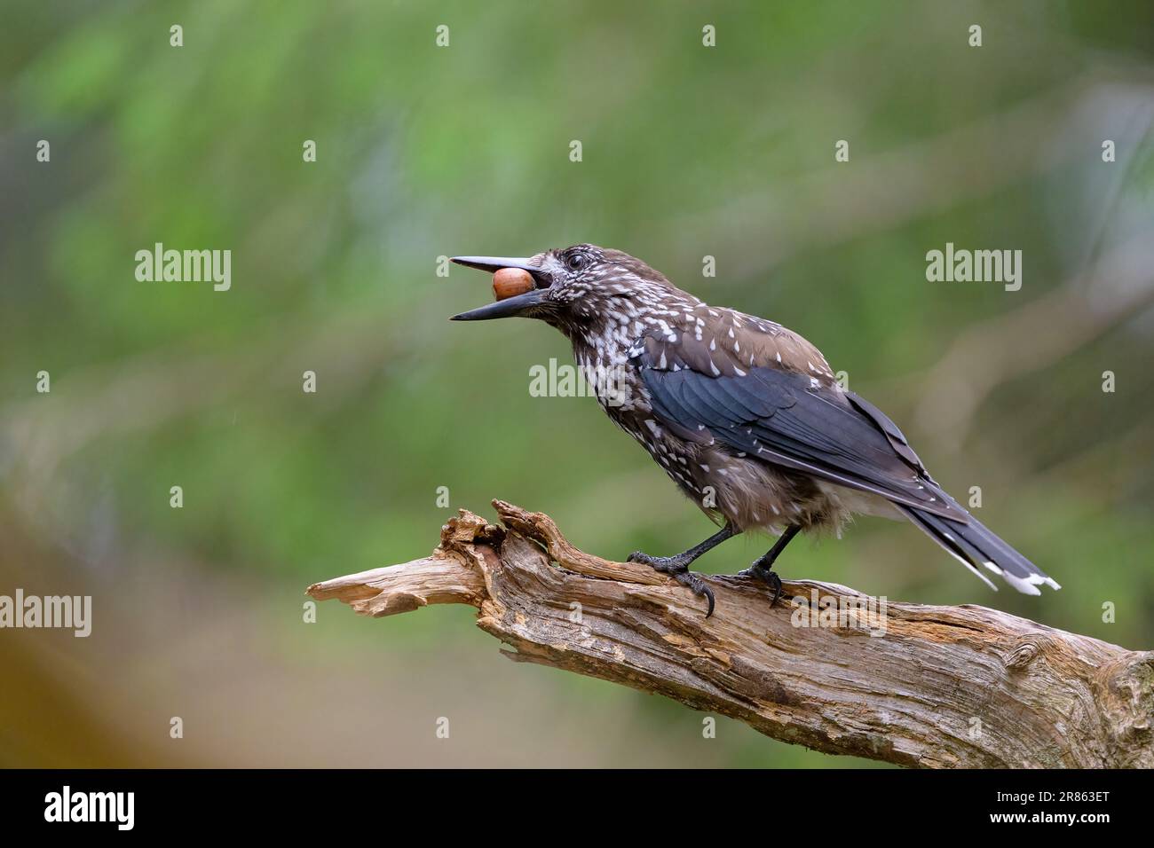 Cracker europeo (Nucifraga cariocatactes) Foto Stock