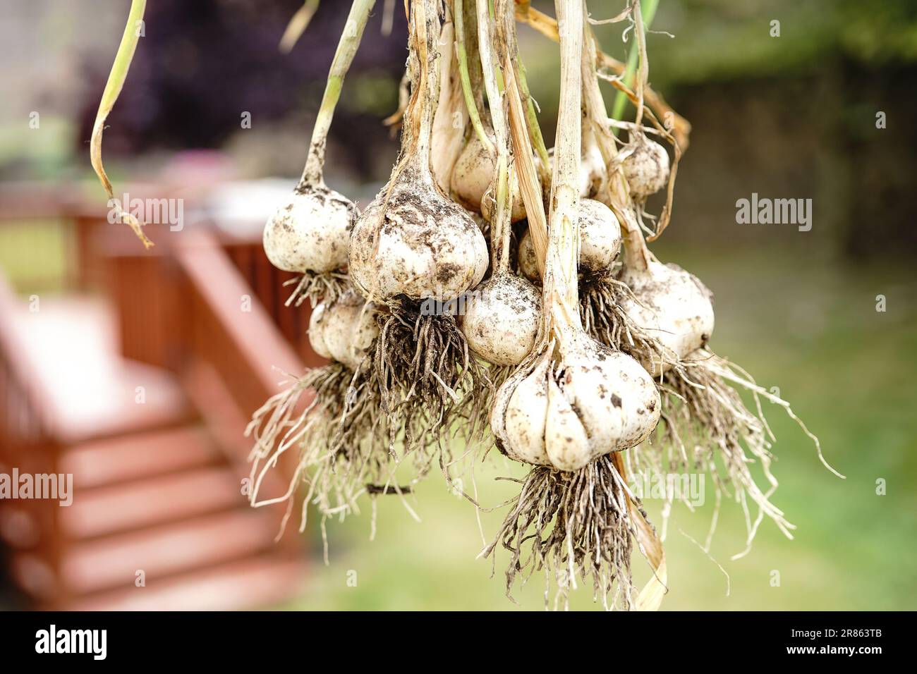 Raccolto di aglio da giardino, concetto di agricoltura biologica Foto Stock