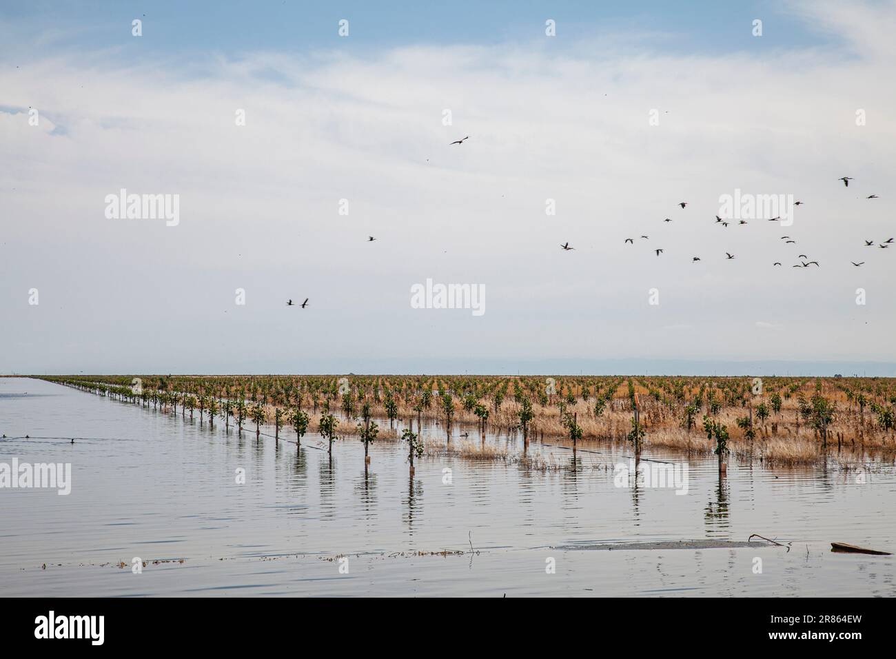 Fattoria allagata e raccolti. Il lago Tulare, situato nella Central Valley della California, è stato per decenni un lago secco, ma è tornato alla vita dopo la grande ra Foto Stock
