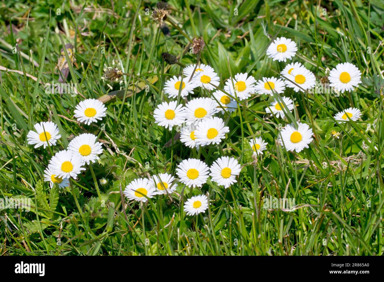 Daisy o Daisies (bellis perennis), primo piano di un gruppo di fiori selvatici molto comuni che crescono tra l'erba ruvida ai margini di un parco. Foto Stock