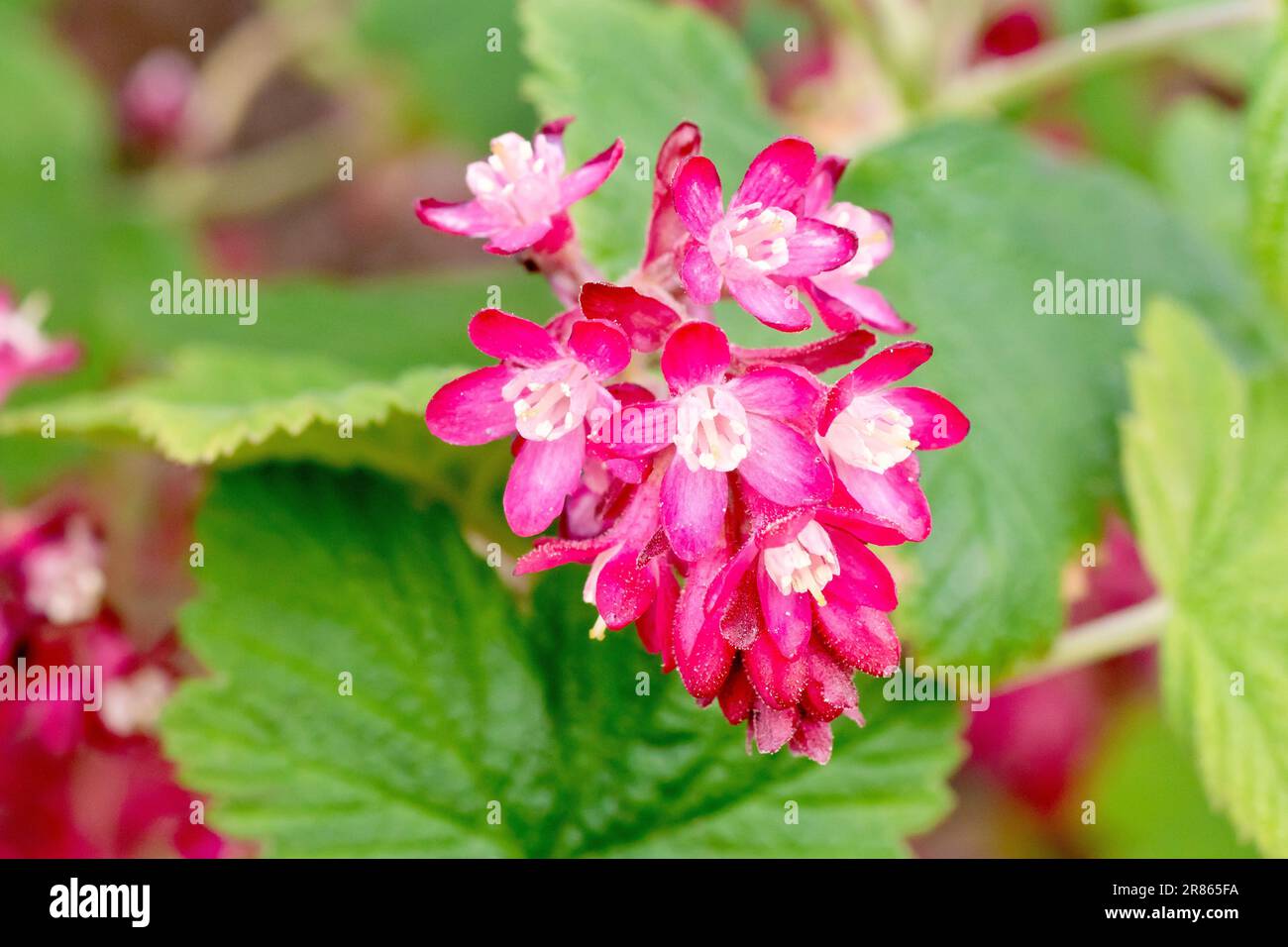 Ribes fiorito (ribes sanguineum), primo piano di uno spruzzo di fiori rosa prodotti da questo arbusto primaverile introdotto ma diffuso. Foto Stock