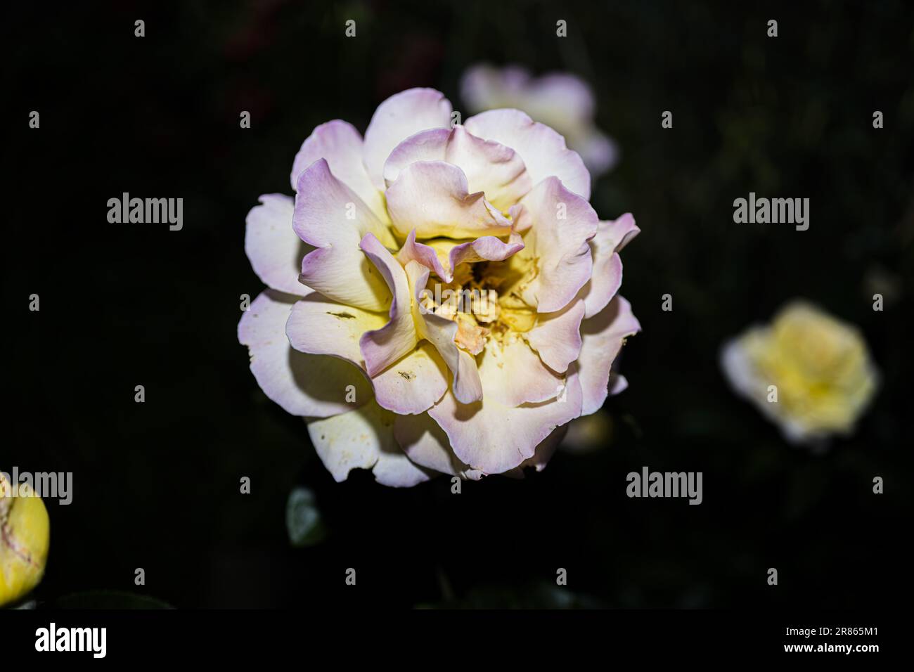 Immagini di particolari tipi di rose e sushi Foto Stock