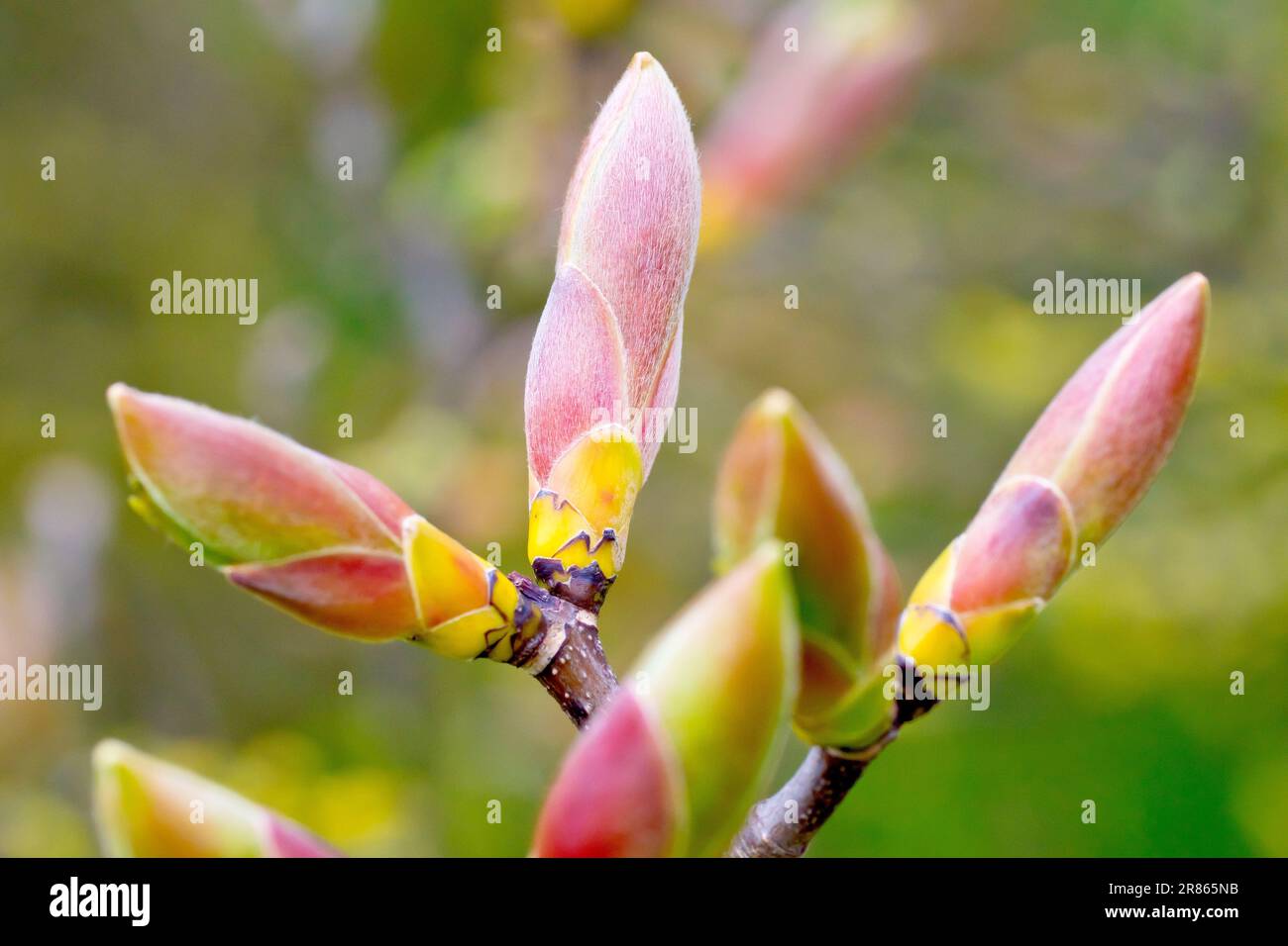 Sycamore (acer pseudoplatanus), primo piano di un gruppo di fronde dell'albero comune quasi pronto ad aprirsi in primavera. Foto Stock