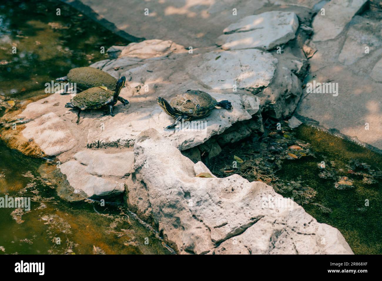 Cursori dalle orecchie rosse Trachemys scripta elegans, tartarughe che si crogiolano al sole. Foto di alta qualità Foto Stock