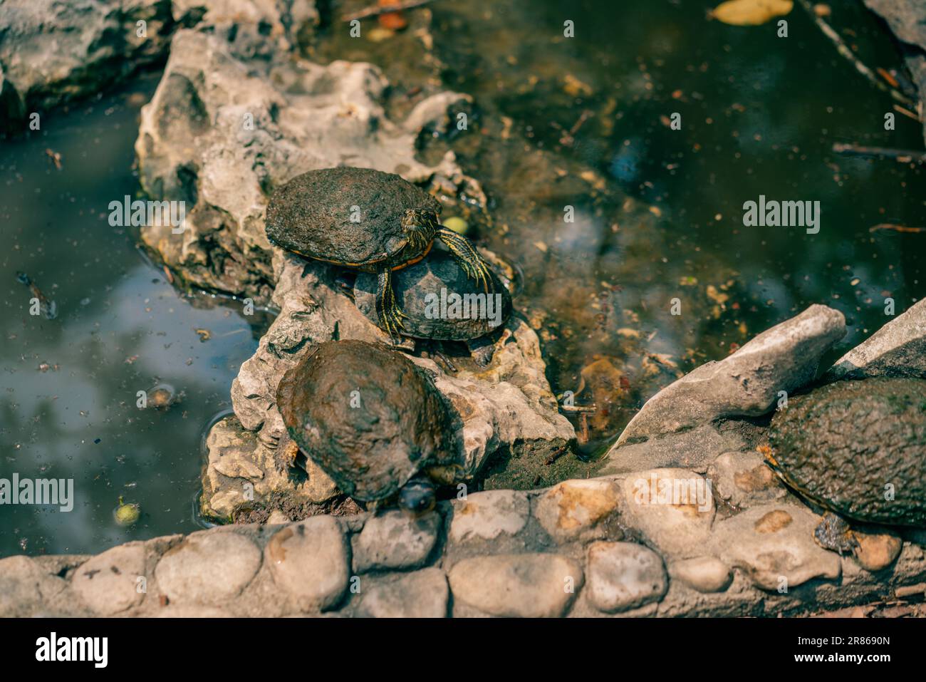 Cursori dalle orecchie rosse Trachemys scripta elegans, tartarughe che si crogiolano al sole. Foto di alta qualità Foto Stock