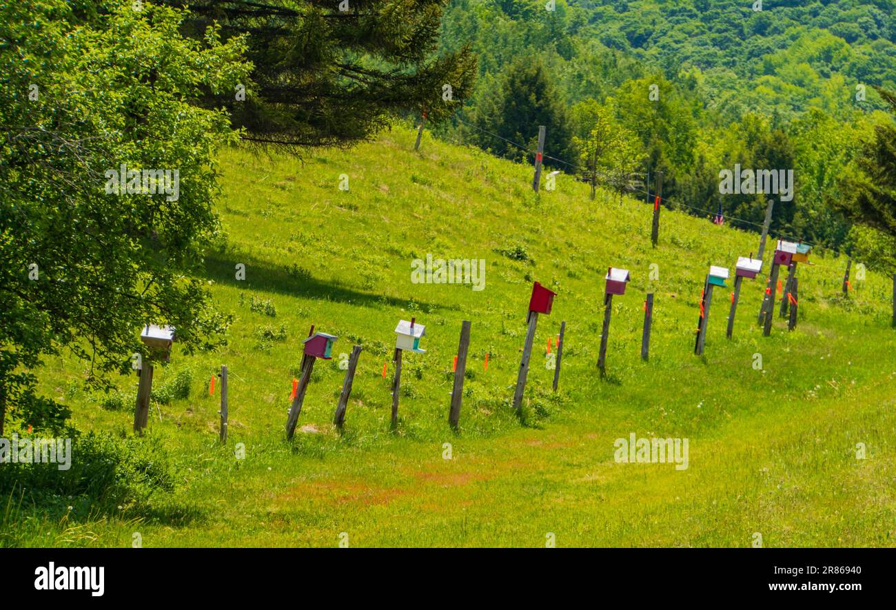 Bird case lungo la recinzione su una strada di campagna in Vermont Foto Stock